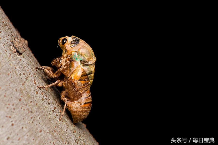 实拍蝉蜕变全过程，如此神奇美丽！