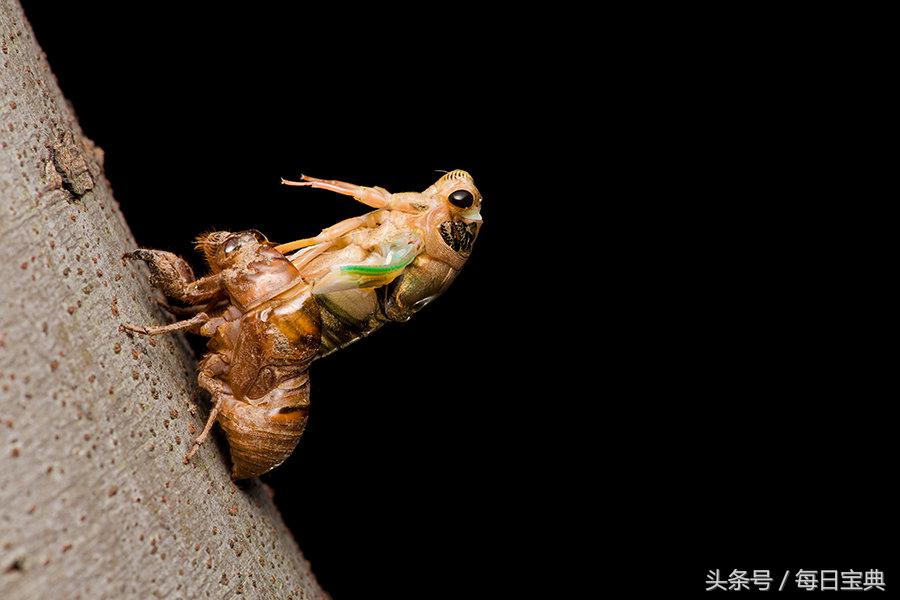 实拍蝉蜕变全过程，如此神奇美丽！