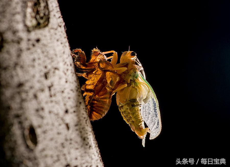 实拍蝉蜕变全过程，如此神奇美丽！