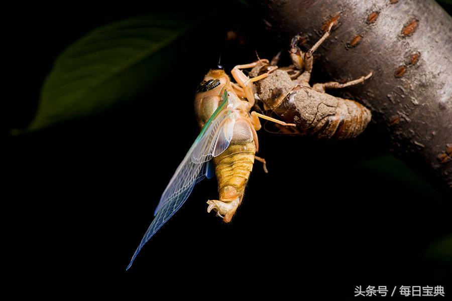 实拍蝉蜕变全过程，如此神奇美丽！