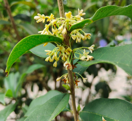 5种著名的“香水花”，满屋子都是香味，真是“活香水”