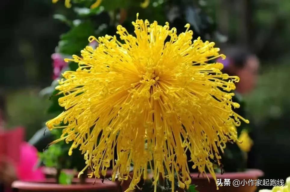 菊花的花瓣像什么