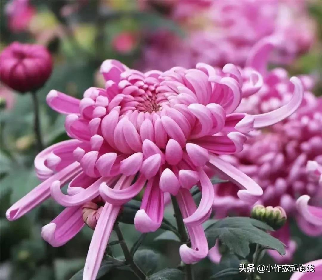 菊花的花瓣像什么