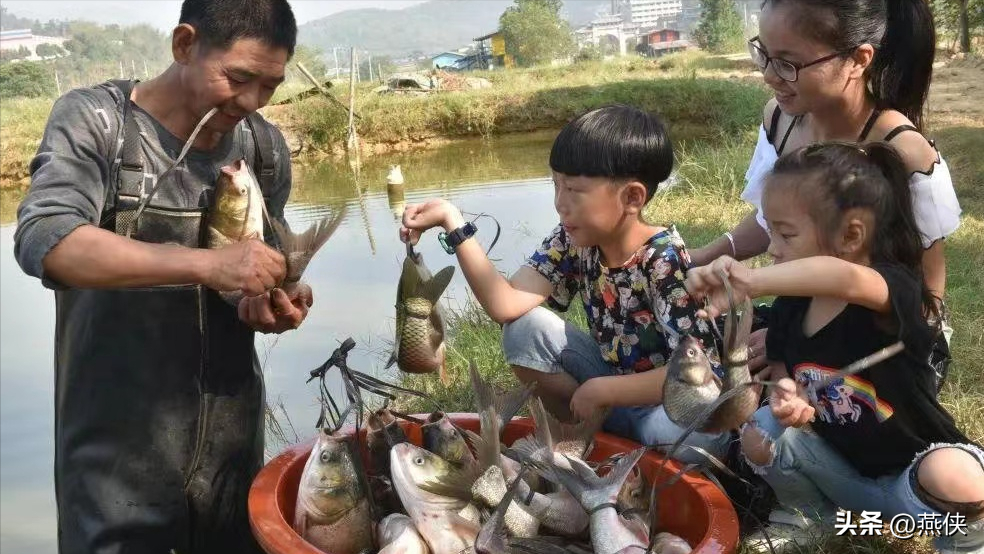 弓鱼不死之谜(由鱼类专家解开弓鱼不死之迷，且弓过的鱼还提高了鱼的品质和口感)