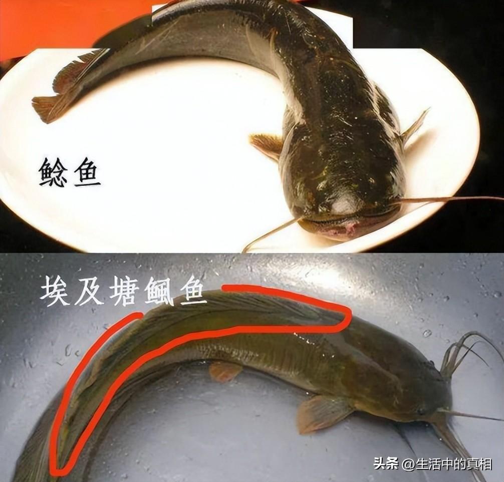 垃圾鲶鱼(鲶鱼是“垃圾鱼”不能吃？也许你刚好错过了一道美味)