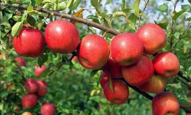 苹果炒西瓜(苹果炒豆腐、苹果炒西瓜，这些黑暗料理你肯定没见过)