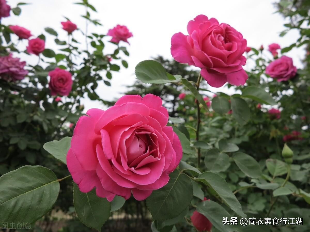 雨后小故事西红柿(她做保姆这些年－豪门生活之多管闲事（455）)