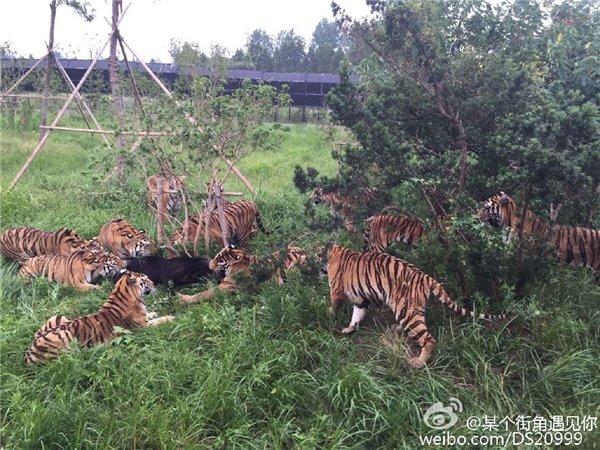 老虎围攻咬死黑熊(老虎围攻咬死黑熊，场面血腥震惊网友)