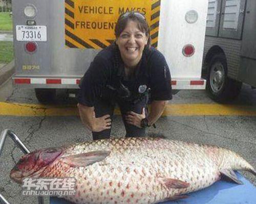 排水沟现一米鲤鱼(排水沟现一米鲤鱼 疑似深海巨怪大得吓人-排水沟)