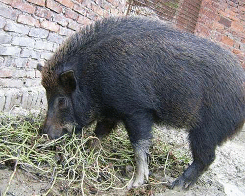 特种养殖野猪(特种野猪怎么养?特种野猪养殖技术)