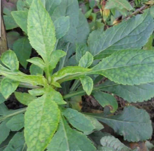 苦益菜(“苦益菜”是一种怎样的植物)