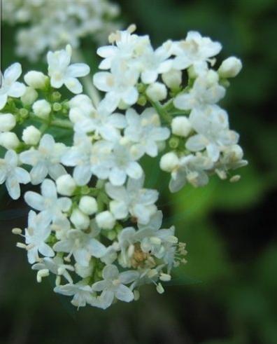 苦益菜(“苦益菜”是一种怎样的植物)