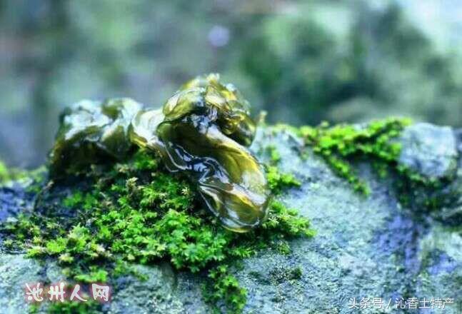 地皮菇(雨后的地皮菇，这个季节不可错过的味道)