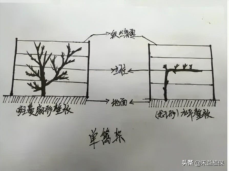 葡萄架势(哪种葡萄架式最好、产量最高、最好管理？推荐这五种)