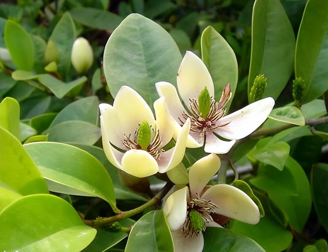 香水花(9种“香水花”，又美又高贵，春天种一盆，满院飘香气)