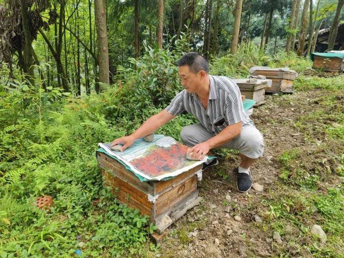 大熊猫偷吃蜂蜜(黑熊下山“偷吃”蜂蜜农户获赔)