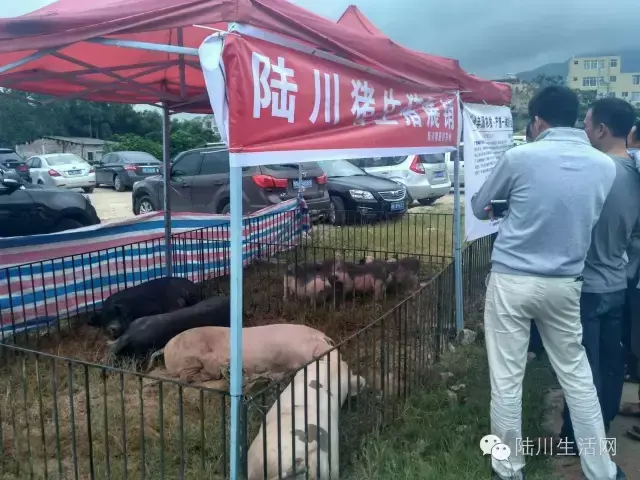 陆川名猪节(直击陆川：2016中国（陆川）名猪节真正的主角登场啦！)