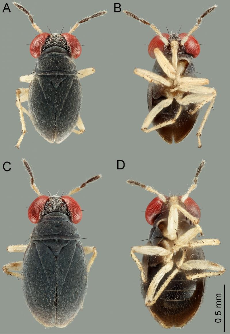 蝽(中大团队揭秘新物种“西沙涯蝽”发现记：生物多样性的新案例)