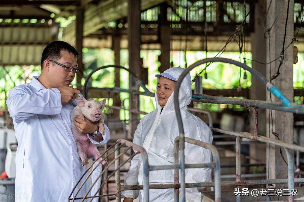 香猪养殖(养一只香猪年利润3000元，是普通猪的3倍，为啥养香猪能挣钱？)