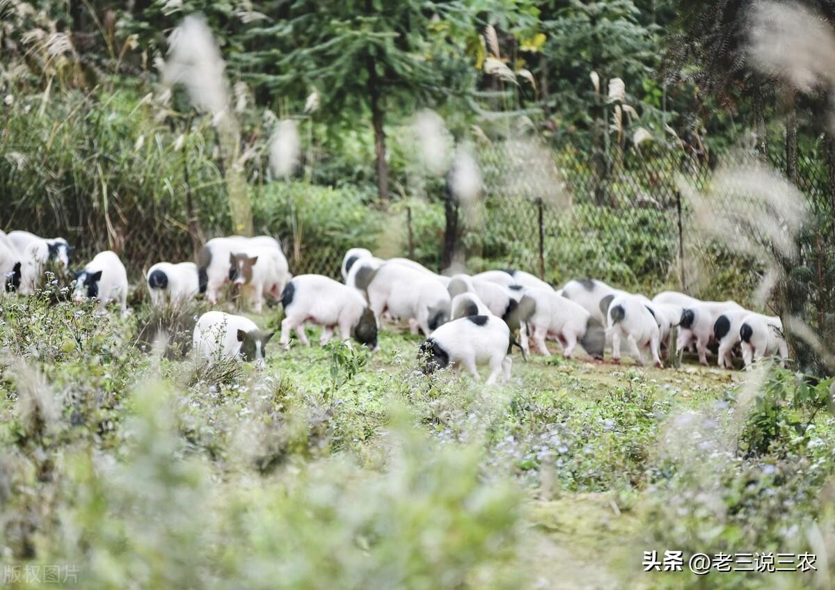 香猪养殖(养一只香猪年利润3000元，是普通猪的3倍，为啥养香猪能挣钱？)