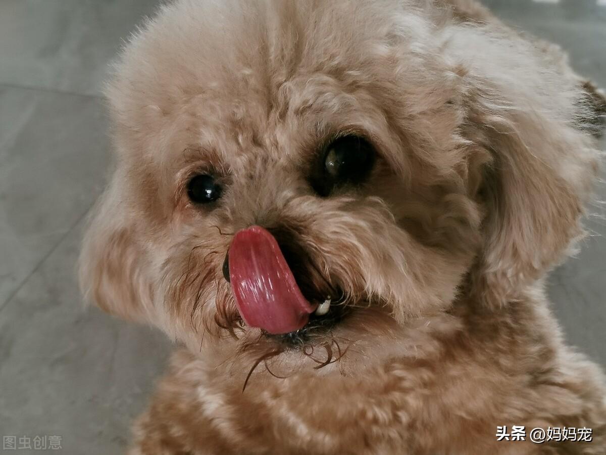 泰迪狗多少钱一只(纯种泰迪犬多少钱一只？纯种泰迪价格)