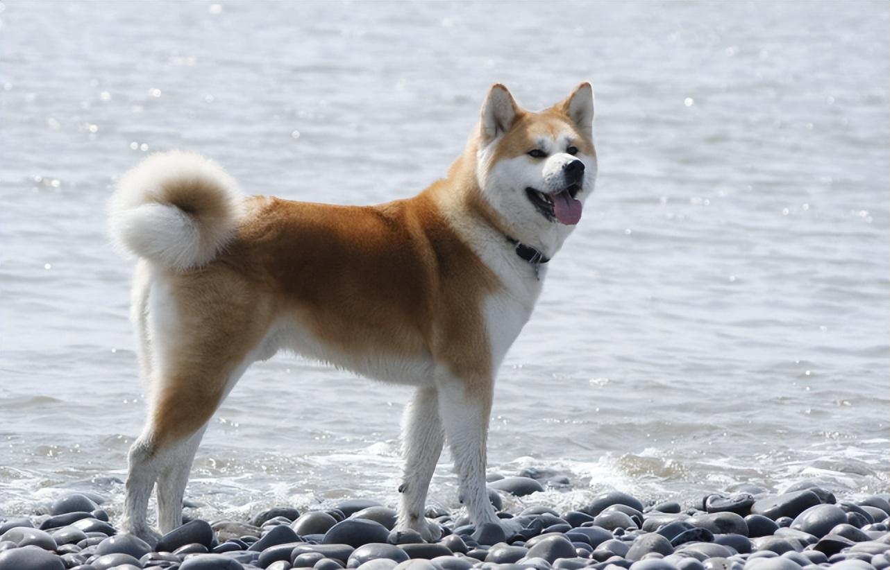 秋田犬智商(智商排名第54名的秋田犬，真的不聪明吗？)