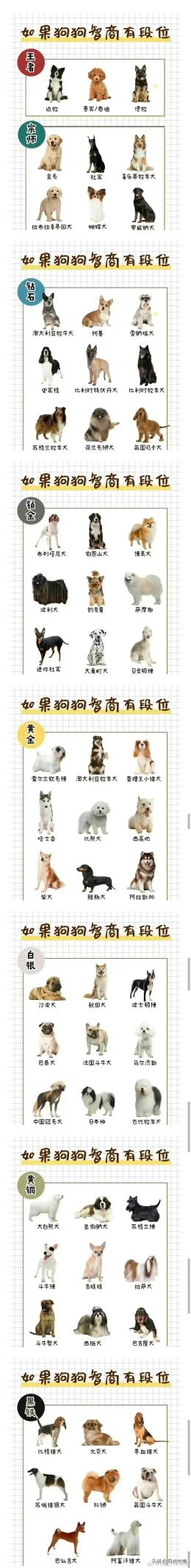 秋田犬智商(智商排名第54名的秋田犬，真的不聪明吗？)