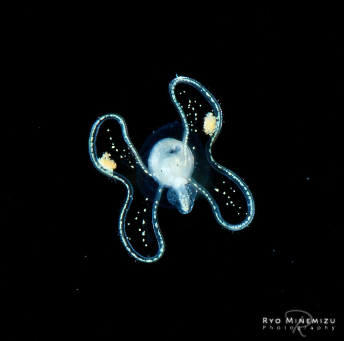 深海摄影师(摄影师用30年时间，拍摄稀有的深海生物，老渔民都叫不上名来)