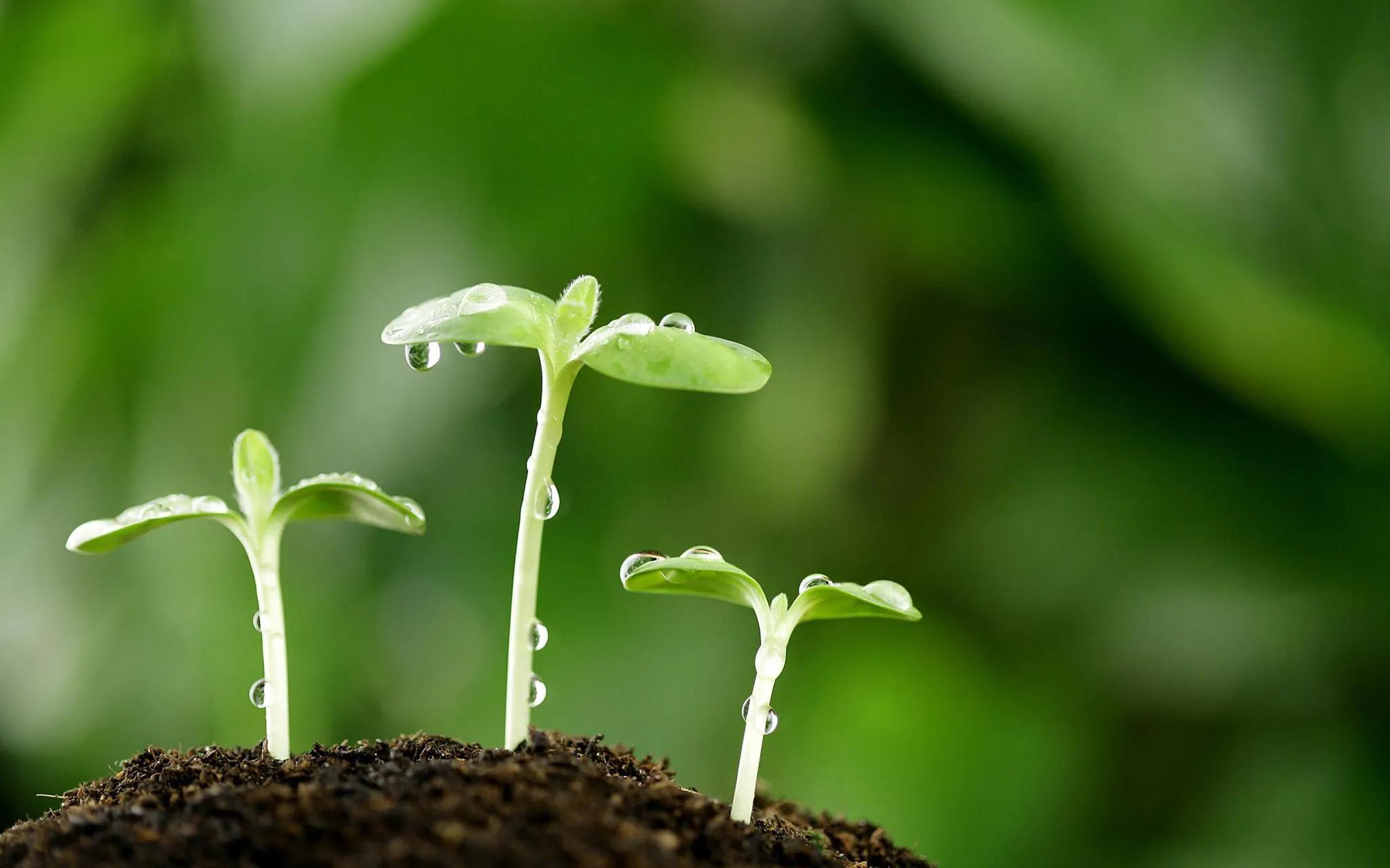 细细的雨(故乡的风，故乡的雨)