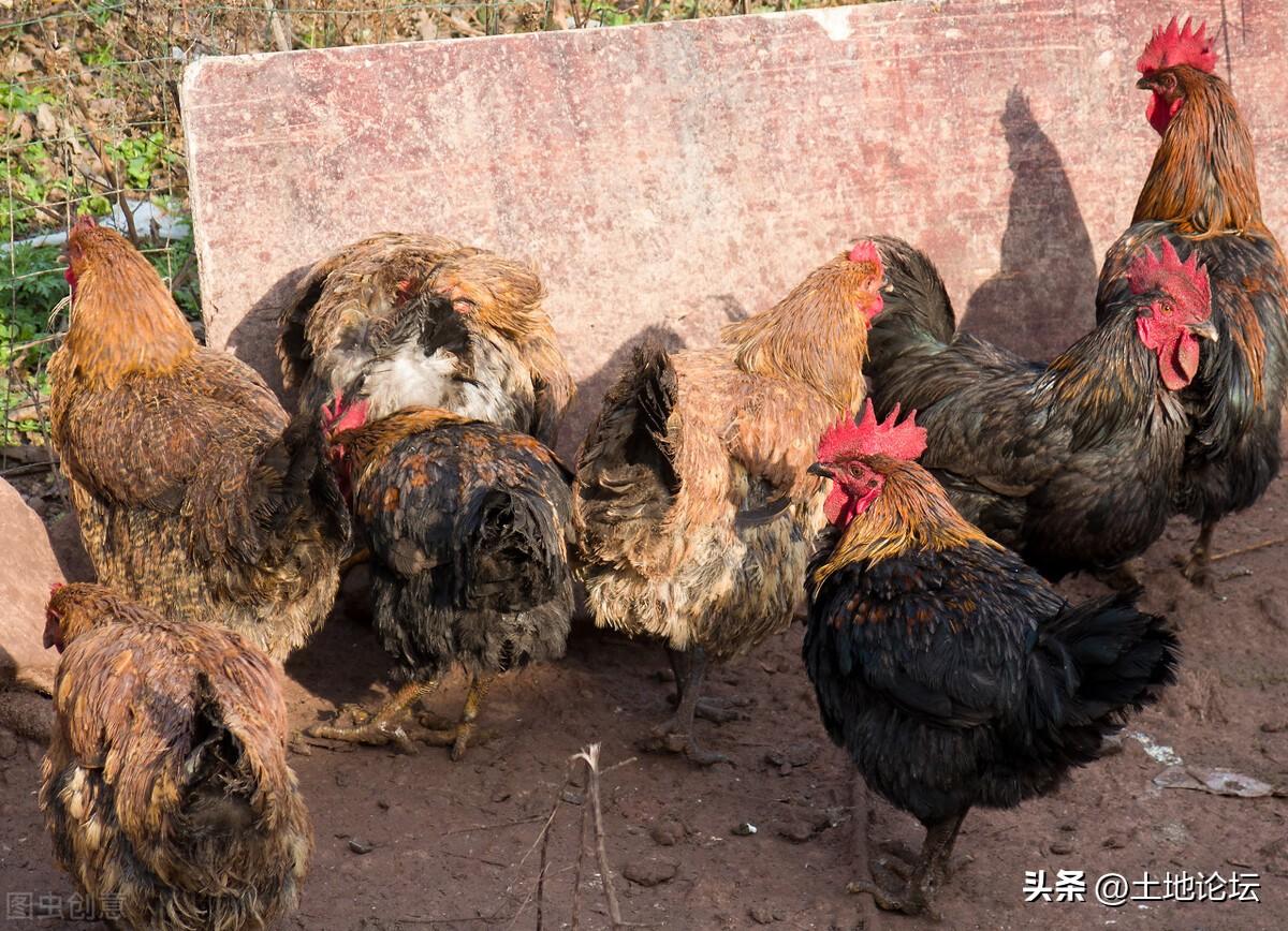 林地养鸡(致富新项目：林地散养鸡！养1000只需投资多少钱？能收多少钱？)