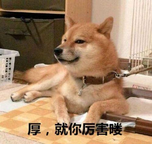 秋田犬八公(禁令！忠犬八公“秋田犬”，竟然上了禁养名单)