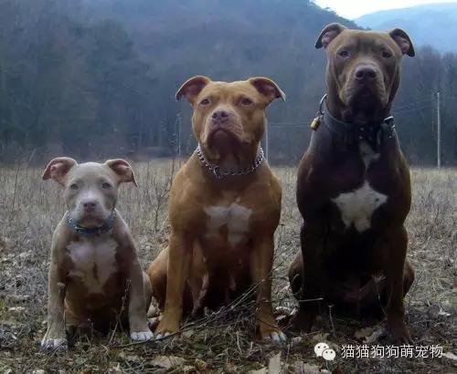 比特斗牛梗犬(个性顽强勇敢的，比特斗牛梗犬)