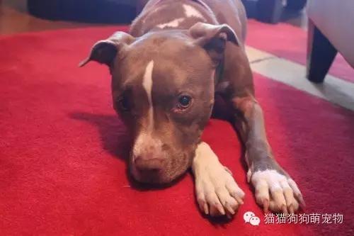 比特斗牛梗犬(个性顽强勇敢的，比特斗牛梗犬)