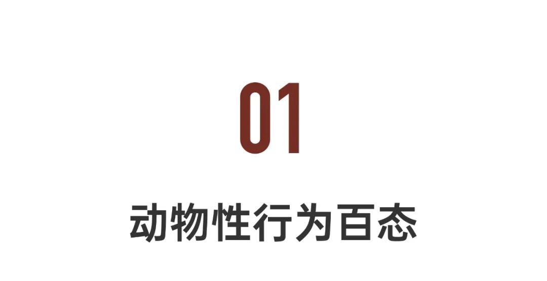 动物的性行为(女博士研究100种动物性行为：反观人类该如何爱、如何活？)