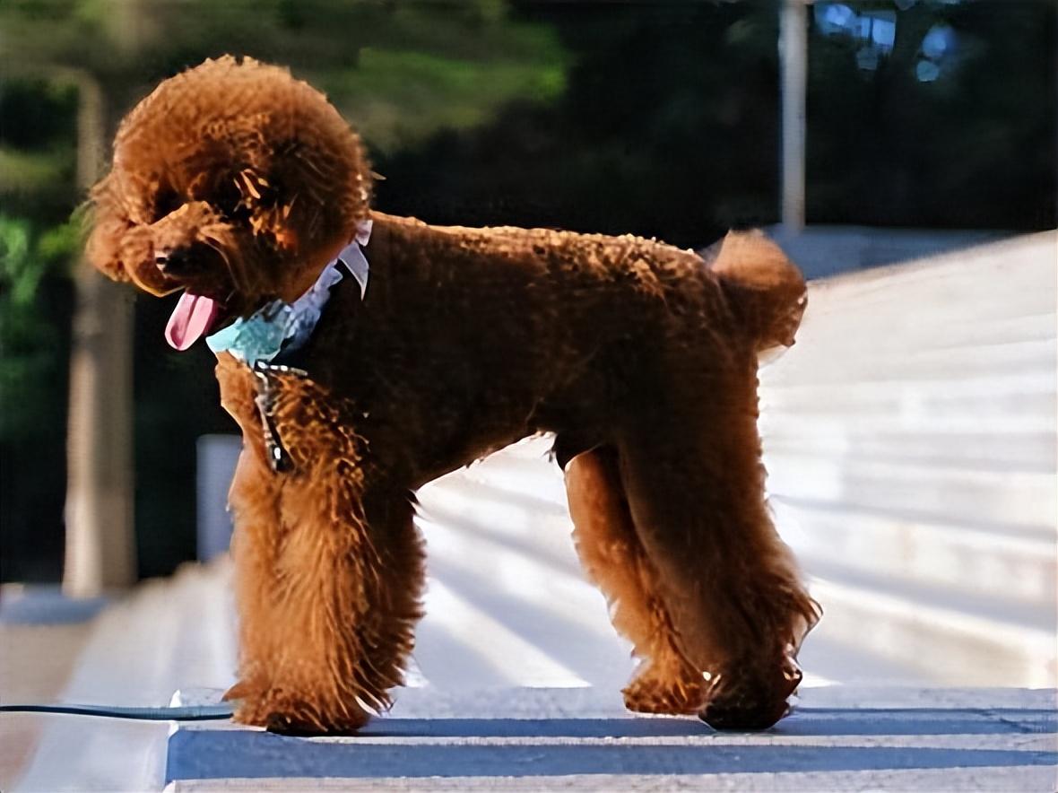 贵宾犬多少钱一只(贵宾犬多少钱一只？)