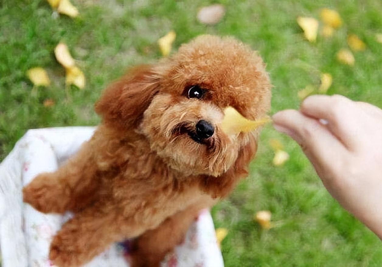 贵宾犬多少钱一只(贵宾犬多少钱一只？)