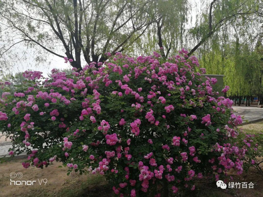 又见蔷薇花开(又见蔷薇花开)