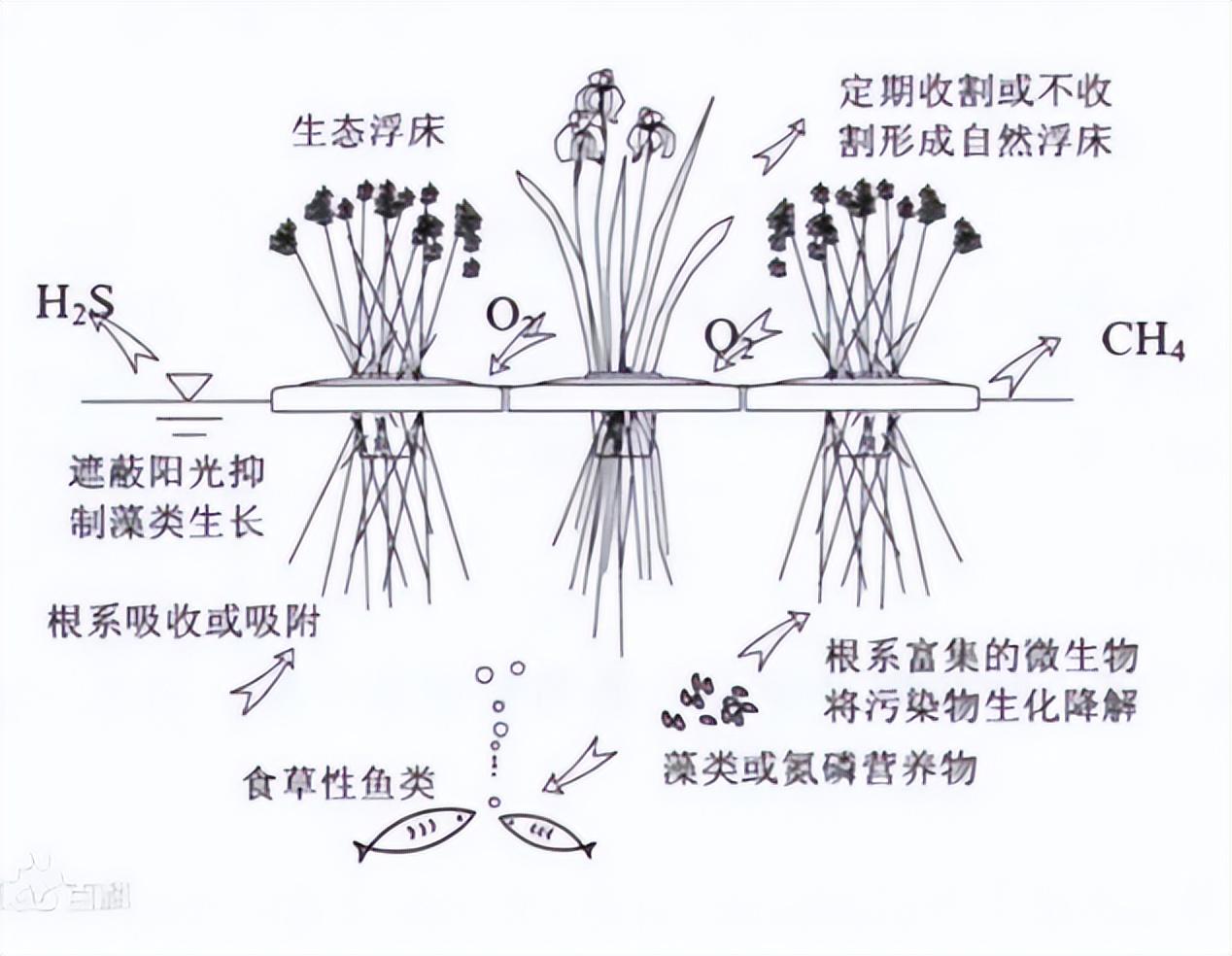 生态浮床(生态浮床技术实践，探究水污染的治理之道)