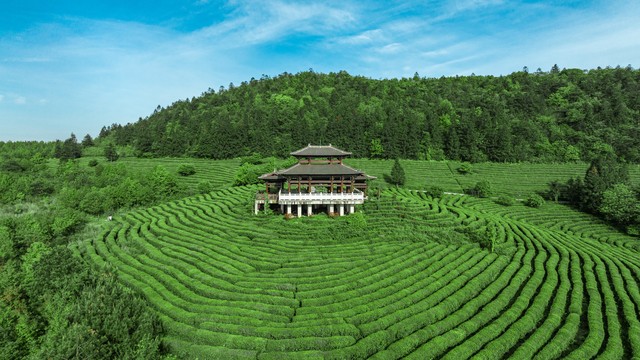 天天喝白开水和天天喝茶的人，10年以后谁的身体会更好？