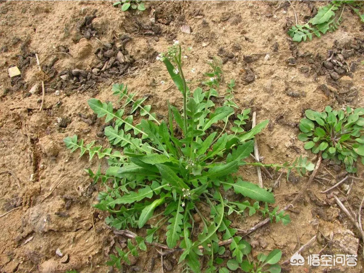 孕早期吃了荠菜饺子怎么办？