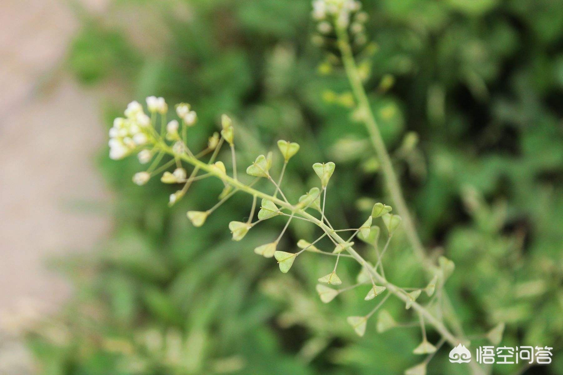 孕早期吃了荠菜饺子怎么办？