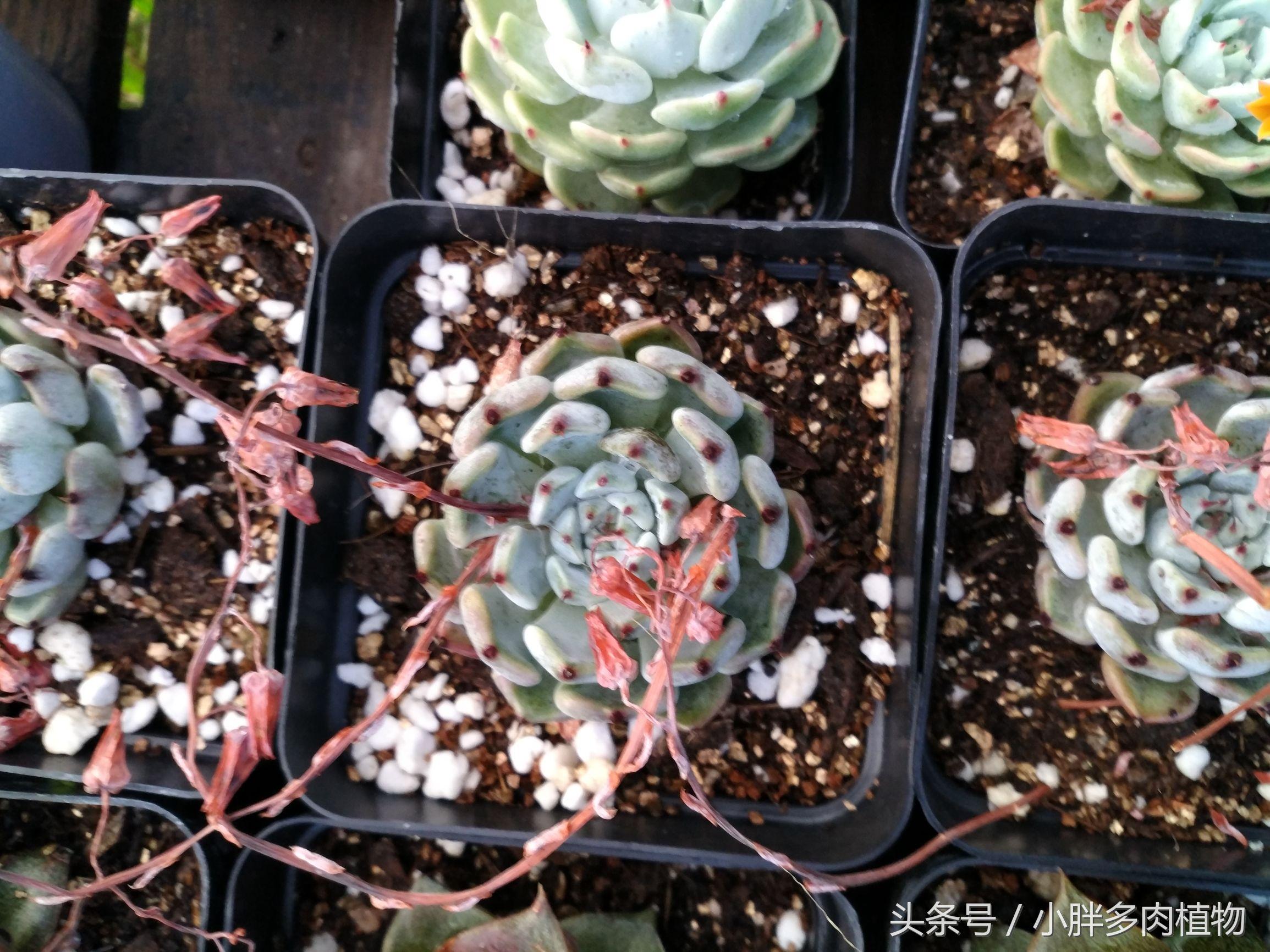 多肉植物红爪(多肉植物——红爪)