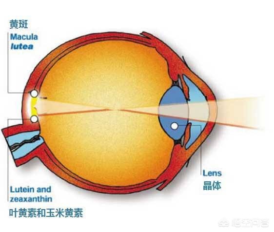 叶黄素是什么？有什么作用吗？