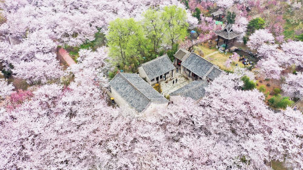 跟随春天的脚步去赏花(跟随春的脚步，去有花的地方)