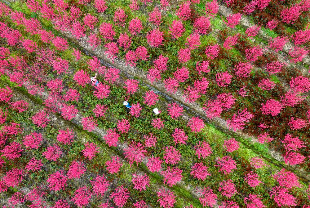 跟随春天的脚步去赏花(跟随春的脚步，去有花的地方)