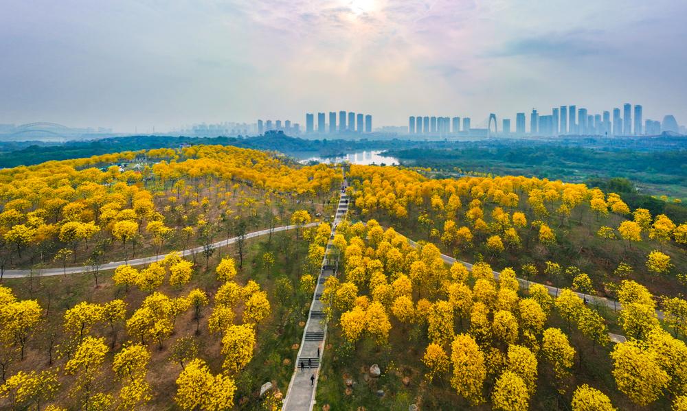 跟随春天的脚步去赏花(跟随春的脚步，去有花的地方)