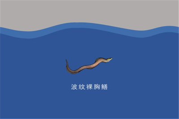 波纹裸胸鳝：一种分布在印度洋红海地区的生物（含毒性）