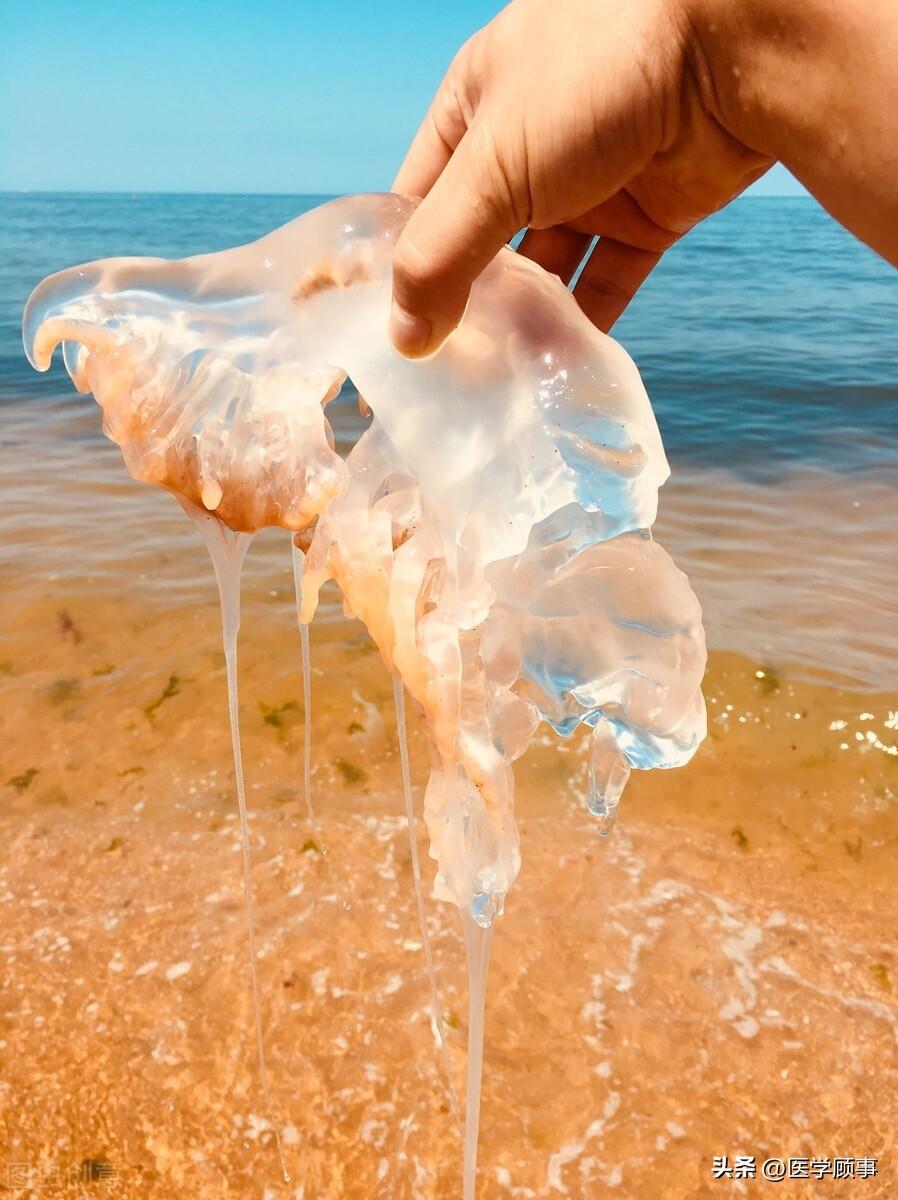 海蜇的营养价值(海蜇的食疗作用)