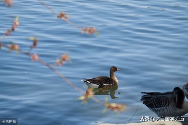 竹外桃花三两枝全诗解析-1