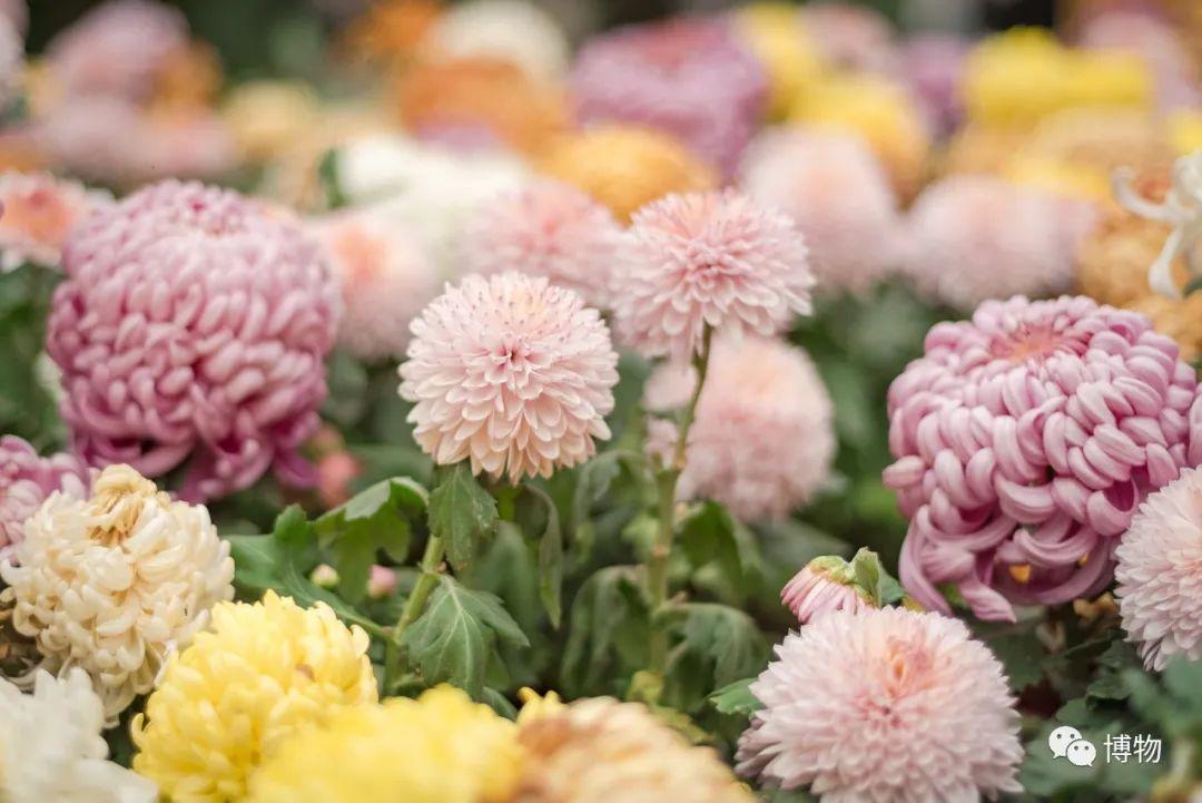 菊花图片祭奠亲人（祭奠白菊花）